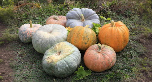 Zucca protagonista: quattro ricette vegan per riscoprire il sapore dell'autunno